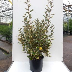 Elaeagnus ebb. ‘Viveleg’ - Sølvblad