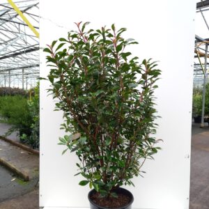 Photinia fra. ‘Carré Rouge’ - Fraser-glansmispel