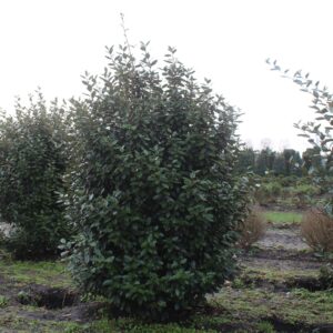 Elaeagnus ebb. 'Compacta' - Sølvblad
