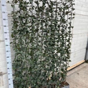 Hedera hibernica - Grøn skærm