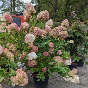 Hydrangea pan. 'Limelight' - Syrenhortensia