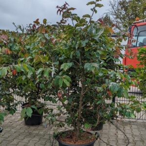 Parrotia per. 'Bella' - Papegøjebusk