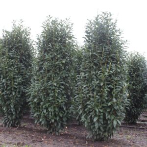 Prunus lau. 'Genolia' - Kirsebærlaurbær - XXL