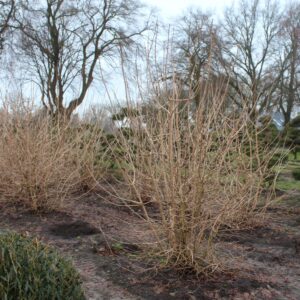 Viburnum opu. 'Roseum' - Snebollebusk