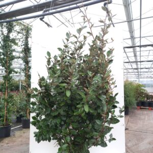 Elaeagnus ebbingei - Sølvblad