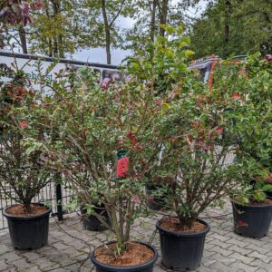 Euonymus alatus - Vinget benved
