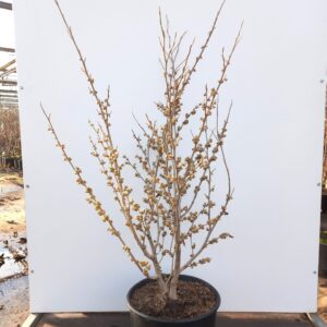 Hamamelis int. ‘Arnold Promise’ - Troldnød