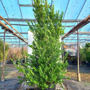 Ilex maximowicziana kanehirae - Japansk kristtorn