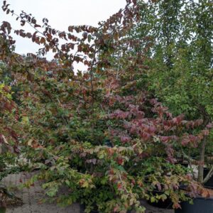 Parrotia persica - Papegøjebusk