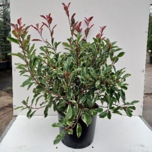 Photinia fraseri ‘Pink Marble’ - Fraser glansmispel