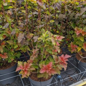 Physocarpus opu. 'Amber Jubilee' - Blærespiraea