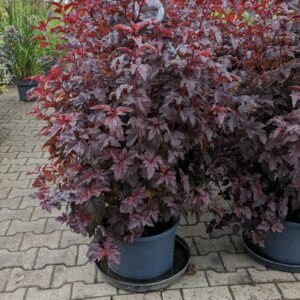 Physocarpus opu. 'Little Angel'® - Blærespiraea