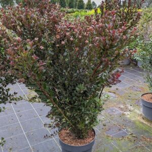 Physocarpus opu. 'Little Devil'® - Blærespiraea