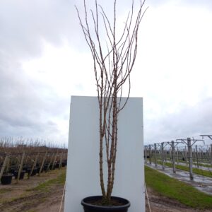 Sambucus nigra ‘Black Tower’ - Rødbladet hyld