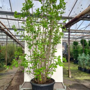 Calycanthus flo. 'Aphrodite' - Kanelbusk