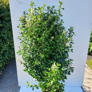 Escallonia ‘Iveyi’