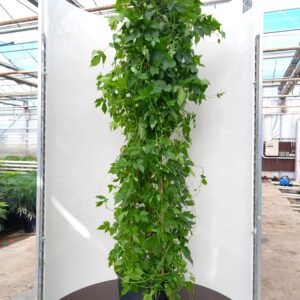 Humulus lup. ‘Prima Donna’