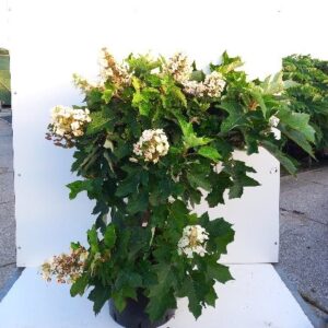 Hydrangea que. ‘Ruby Slippers’ - Egebladet hortensia