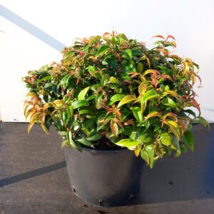 Leucothoe fon. ‘Dark Diamond’ - Druelyng