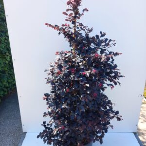 Loropetalum chi. ‘Black Pearl’ - Kinesisk heksehassel