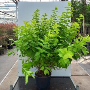 Philadelphus cor. ‘Aureus’ - Uægte Jasmin