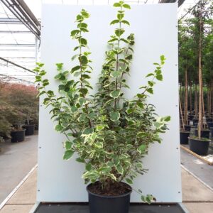 Philadelphus cor. ‘Variegatus’ - Uægte Jasmin