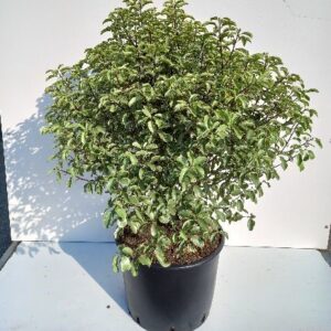 Pittosporum ten. ‘Silver Queen’