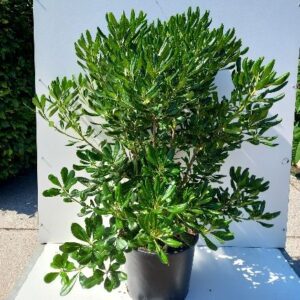 Pittosporum tobira - Ægte klæbefrø