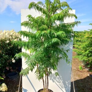 Rhus typ. ‘Dissecta’ - Hjortetakstræ