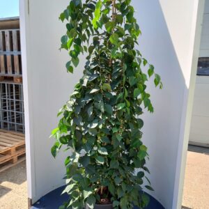 Styrax jap. ‘Rubra Pendula’