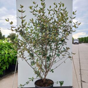 Viburnum burkwoodii - Snebolle