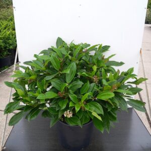 Viburnum davidii - Dværgsnebolle/Dværg kalkved