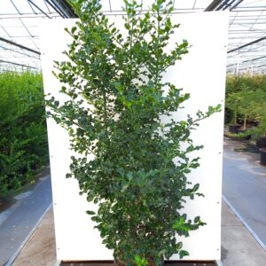 Ilex aquifolium - Kristtorn