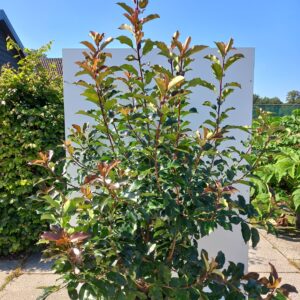 Photinia fra. ‘Magical Vulcano’ - Glansmispel